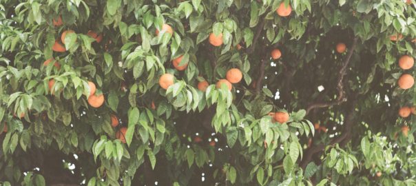 oranges foraging