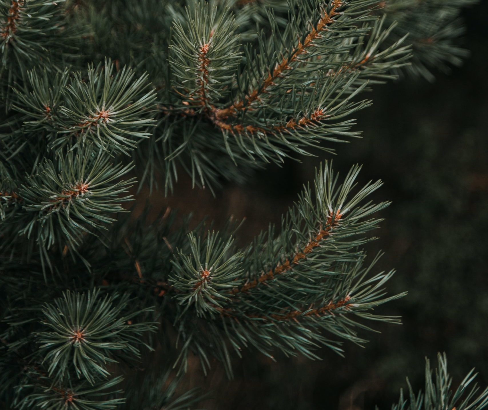 How to Have a (Sort of) Sustainable Holiday Season