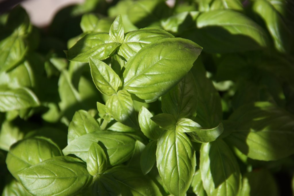 basil is a super easy herb to grow outdoors
