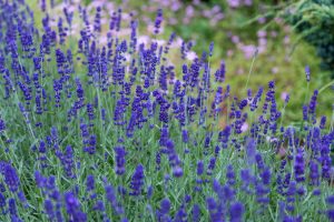 lavender plants outdoors