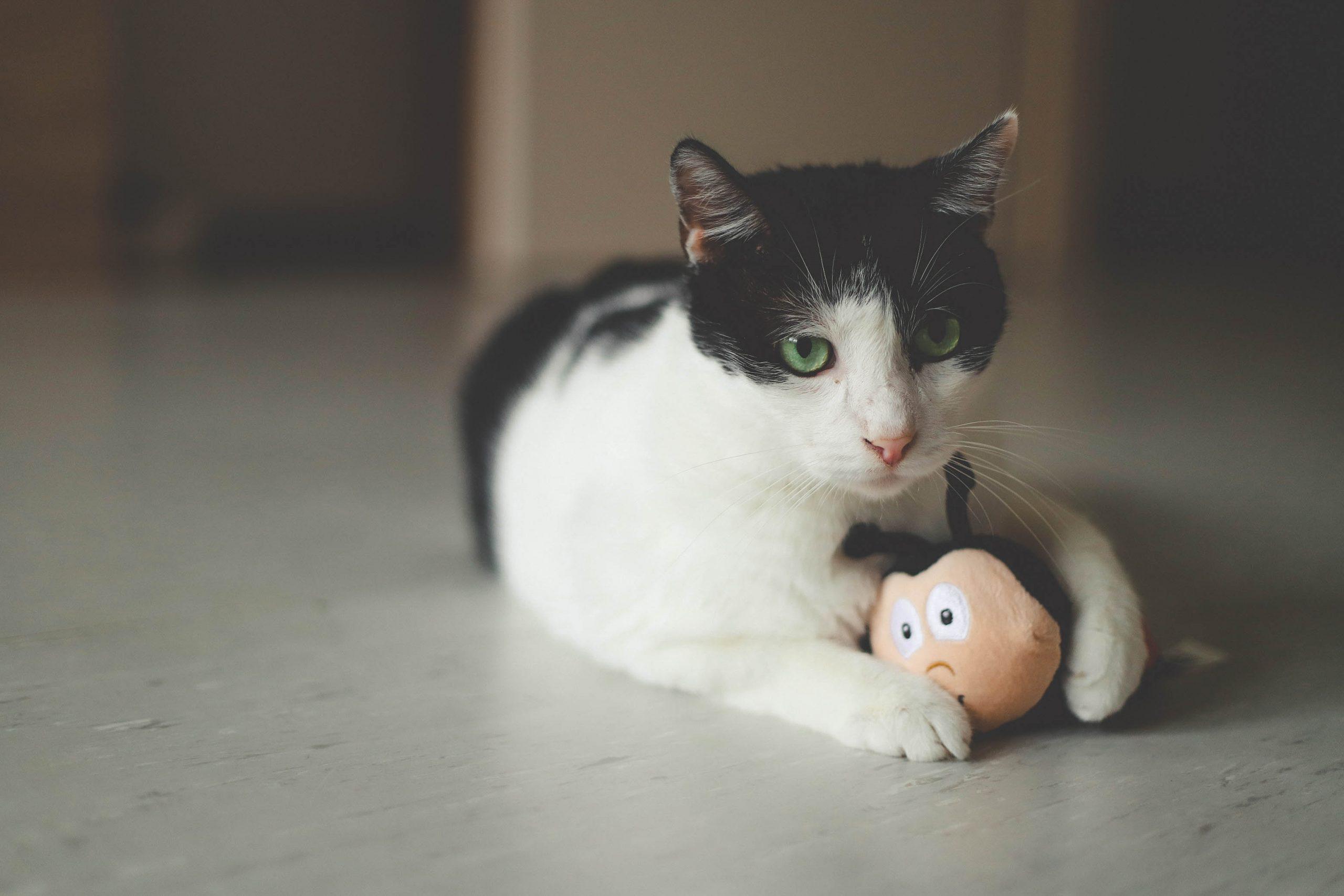 Sustainable & Natural Cat Toys for your Feline Friend